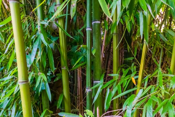 Bamboo Trimming in Paso Robles