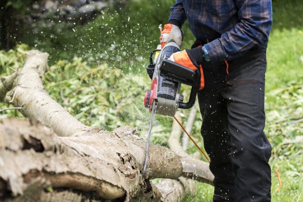 Branch Removal Service in Paso Robles