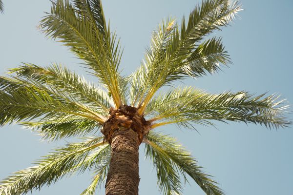 Palm Tree Pruning in Paso Robles