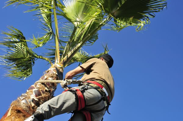 Palm Tree Trimming in Paso Robles