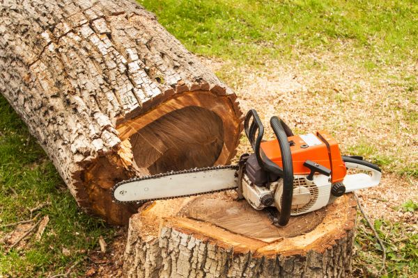 Tree Cutting Service in Paso Robles