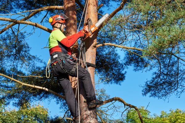 Tree Service in Paso Robles