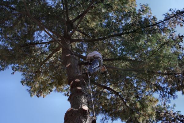 Trimming Service in Paso Robles