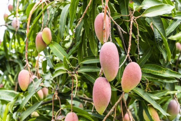 Mango Tree Trimming in Paso Robles