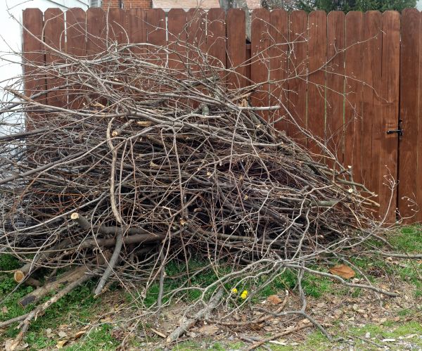 Dead Branch Removal in Paso Robles