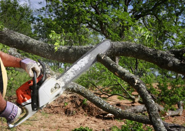 Tree Branch Cutting in Paso Robles