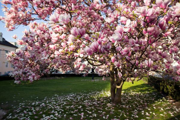 Ornamental Tree Pruning in Paso Robles
