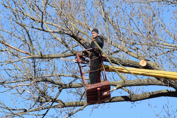Emergency Tree Trimming in Paso Robles