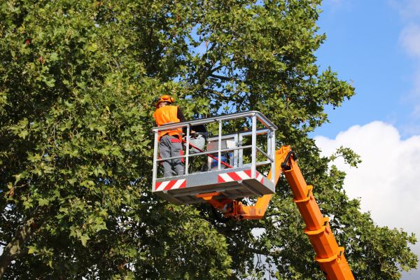 Commercial Tree Service in Paso Robles