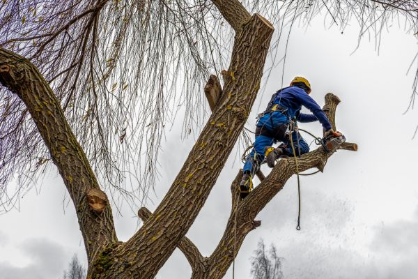 Tree Maintenance Service in Paso Robles