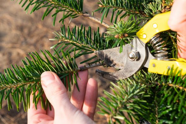Pine Tree Pruning in Paso Robles