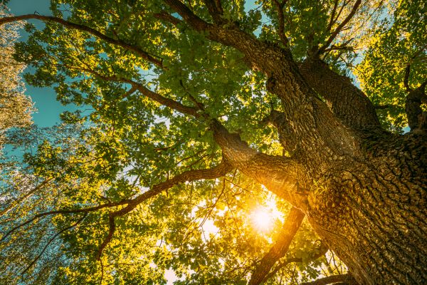 Oak Tree Pruning in Paso Robles