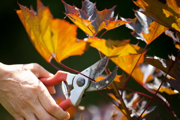 Maple Tree Pruning in Paso Robles