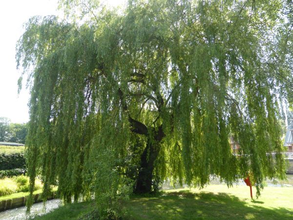 Willow Tree Trimming in Paso Robles