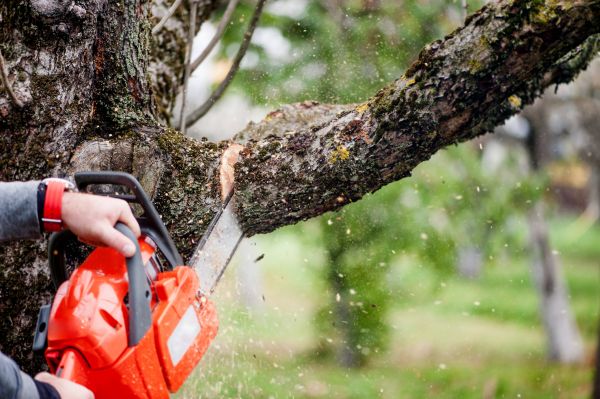 Tree Limbs Removal in Paso Robles