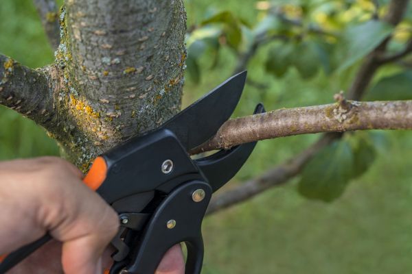 Tree Limb Cutting in Paso Robles