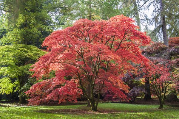 Japanese Maple Pruning in Paso Robles