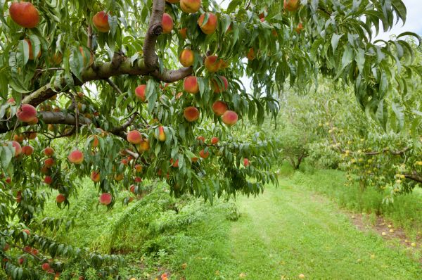 Peach Tree Pruning in Paso Robles