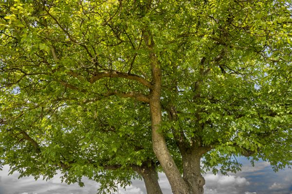 Walnut Tree Trimming in Paso Robles