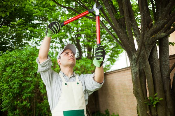 Tree Limb Pruning in Paso Robles