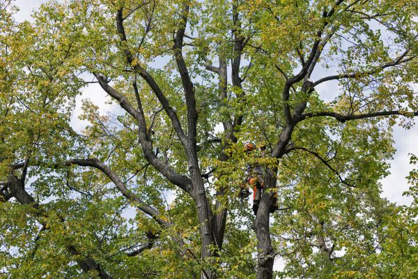 Tree Crown Shaping in Paso Robles