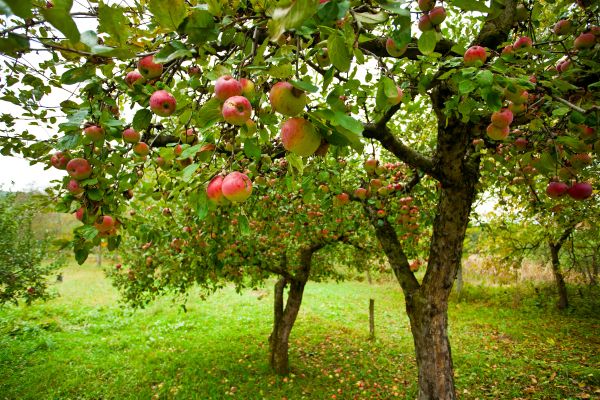 Apple Tree Pruning in Paso Robles