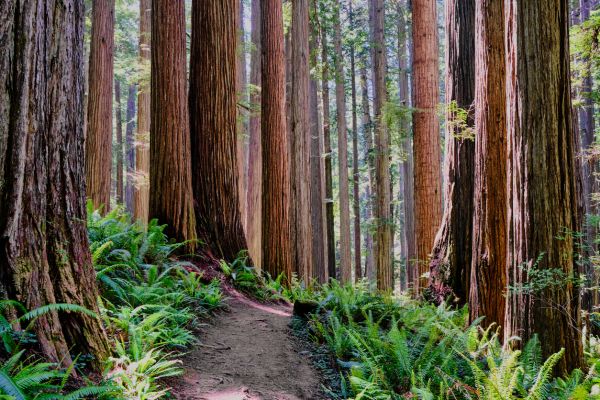 Redwood Tree Trimming in Paso Robles