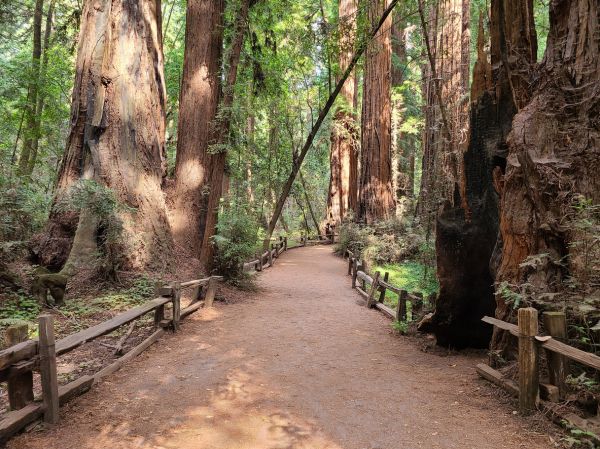Redwood Tree Pruning in Paso Robles