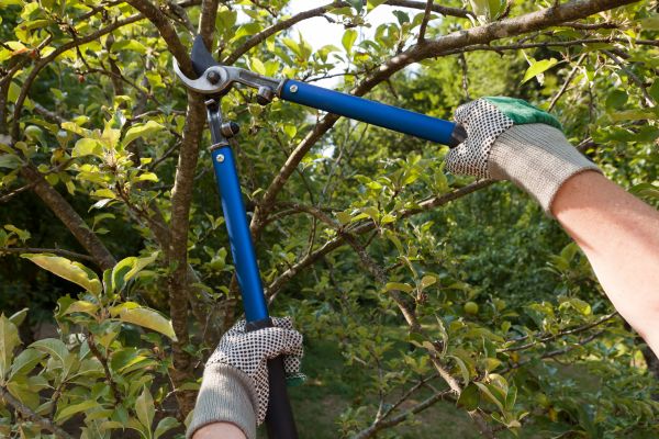 Residential Tree Pruning in Paso Robles