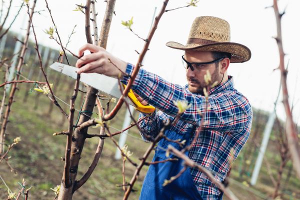 Orchard Tree Pruning in Paso Robles