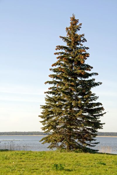 Spruce Tree Pruning in Paso Robles