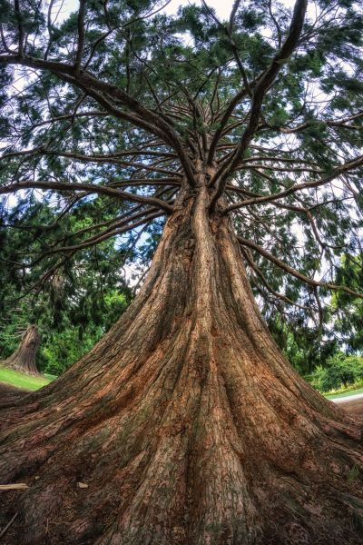 Cedar Tree Pruning in Paso Robles