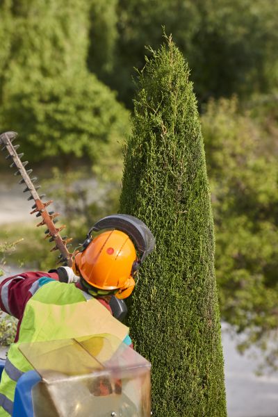 Cypress Tree Trimming in Paso Robles