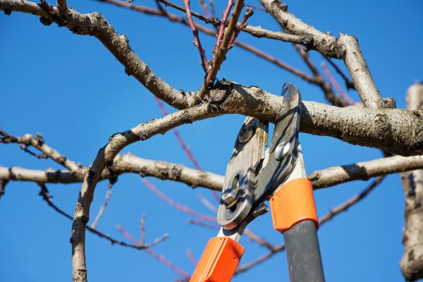 Peach Tree Trimming in Paso Robles