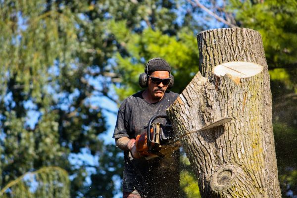 Ash Tree Pruning in Paso Robles