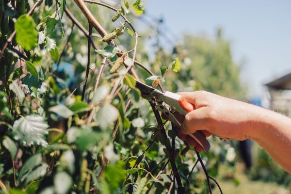 Birch Tree Pruning in Paso Robles