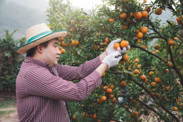 Orange Tree Pruning in Paso Robles
