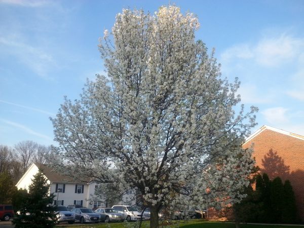 Bradford Pear Tree Pruning in Paso Robles