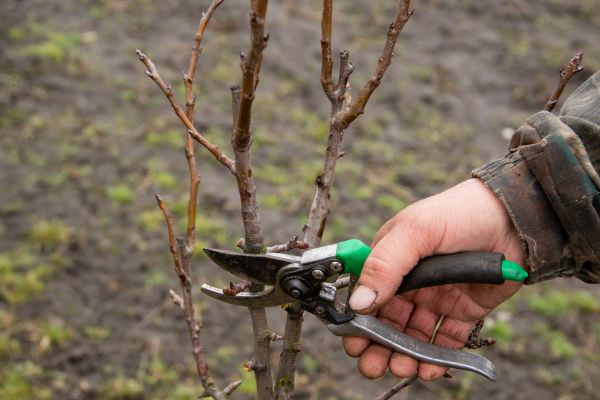 Pear Trees Pruning in Paso Robles