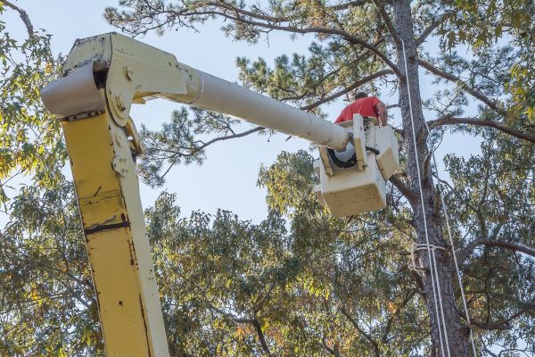 Limbs Trimming in Paso Robles
