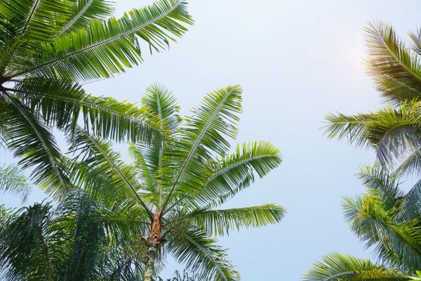 Queen Palm Tree Trimming in Paso Robles