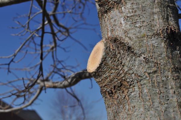 Limb Pruning in Paso Robles