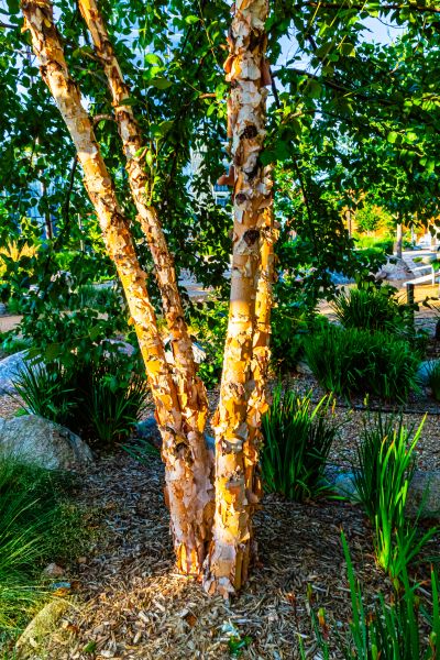River Birch Trimming in Paso Robles