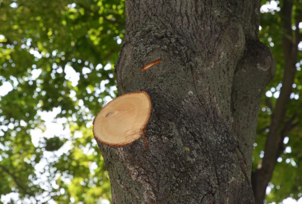 Limb Cutting in Paso Robles