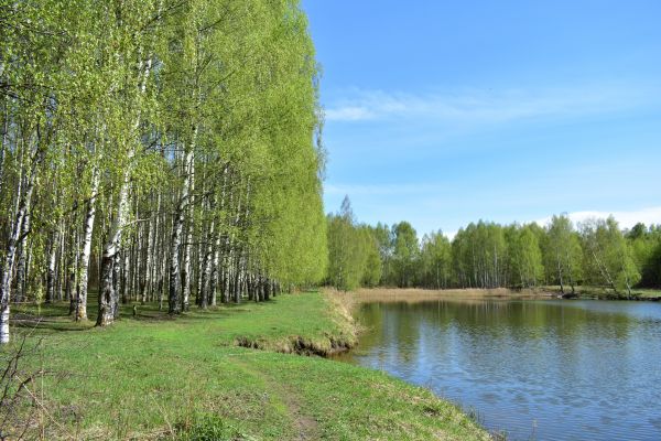 River Birch Pruning in Paso Robles