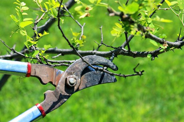 Branches Pruning in Paso Robles