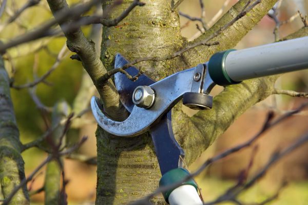Tree Limb Trimming Service in Paso Robles