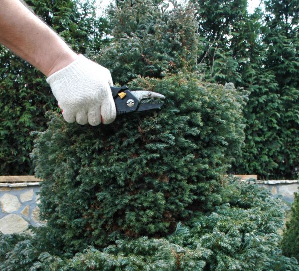 Ornamental Tree Trimming in Paso Robles