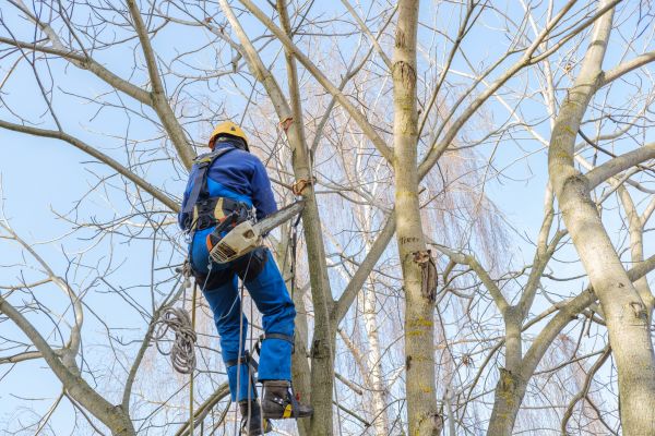 Large Tree Trimming in Paso Robles