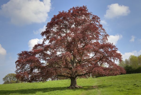 Beech Tree Pruning in Paso Robles